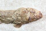 Lower Turonian Fossil Fish - Goulmima, Morocco #76394-2